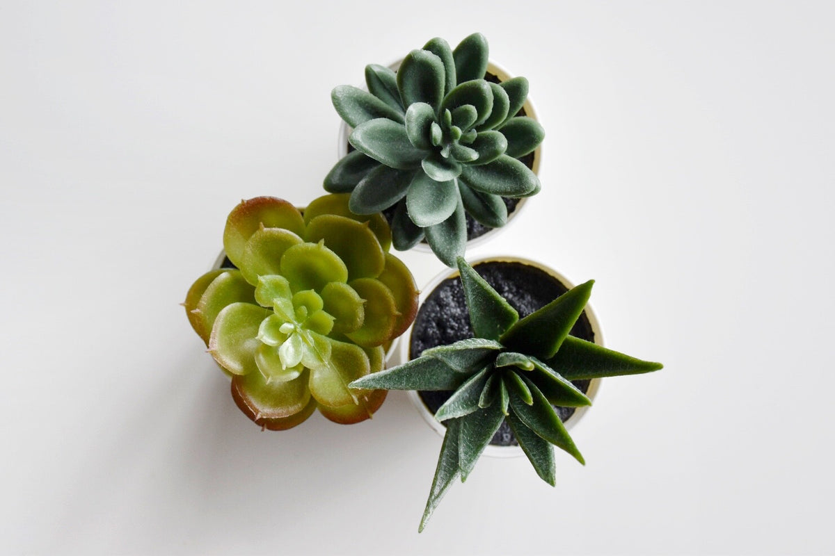 trio of succulents Succulent Trio – Surely Goods