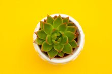 Load image into Gallery viewer, Echeveria
