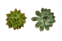 Load image into Gallery viewer, Succulent Duo
